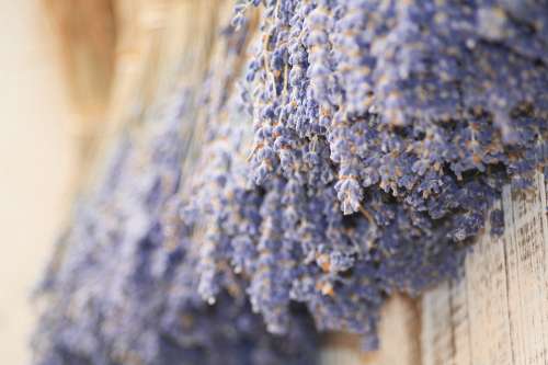 Lavender Provence Flower Dried France South