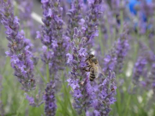 Lavender Bee Forage Insect