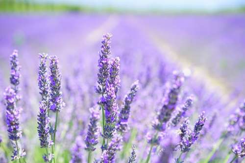 Lavender Blossom Lavender Purple Violet