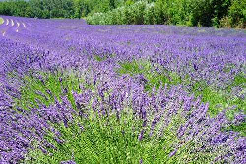 Lavender Field Flowers Purple Flora Floral