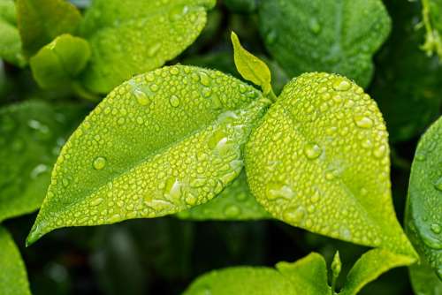 Leaf Green Foliage Green Leaves Green Leaf Nature