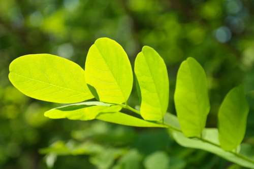Leaf Green Leaf Veins Filigree Leaf Structures