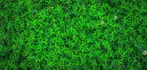 Leaf Green Spring Plants Texture Background