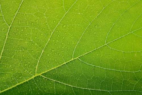 Leaf Green Closeup Macro Veins Background Nature