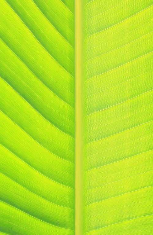 Leaf Green Nature Green Leaf Banana Leaf Spring
