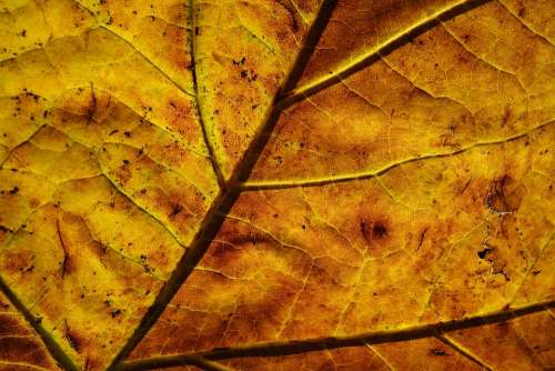 Leaf Veins Pattern Back Light Golden Autumn