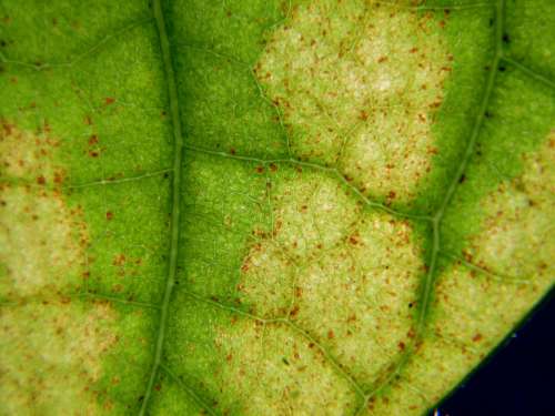 Leaf Translucent Macro Closeup