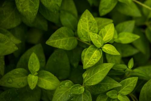 Leaf Plant Green