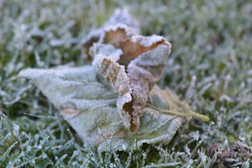 Leaf Frozen Cold Winter Nature Grass Ice