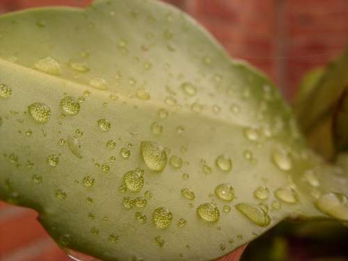 Leaf Drop Water Nature Plant Rain Green