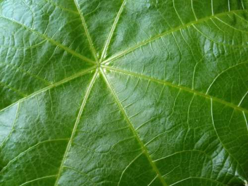 Leaf Plant Green Nature Botany Texture
