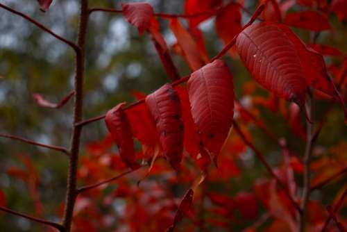 Leaf Leaves Fall Nature Autumn Colorful Plant