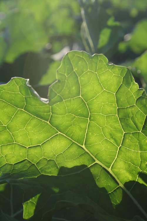 Leaf Green Backlighting Agricultural Leaf Structure