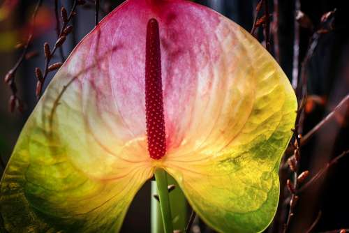 Leaf Petal Flower Plant Flora Botany Arrangement