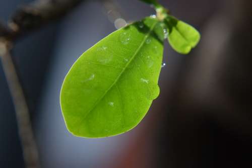 Leaf Rain Drops Nature Water Leaves Green Wet