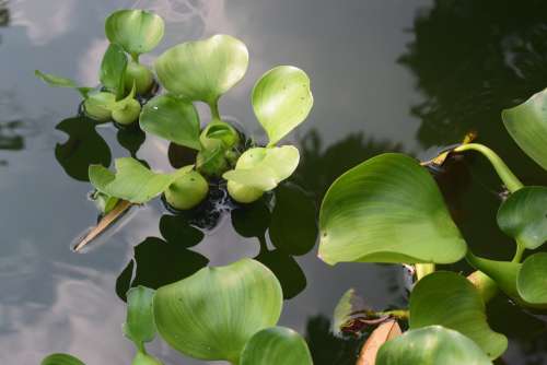 Leaf Water Hyacinth Nature Green Landscape Water