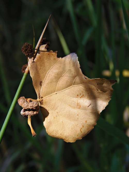 Leaf Dry Leaf Autumn Float Autumn Leaves