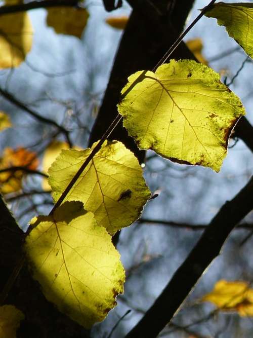 Leaf Tree Autumn Bright Green Leaves Light