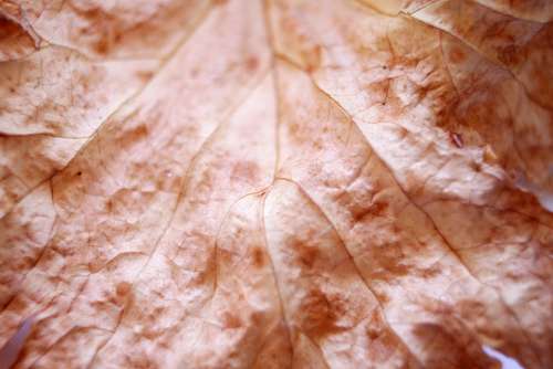Leaf Plant Leaves Nature Natural Foliage Texture