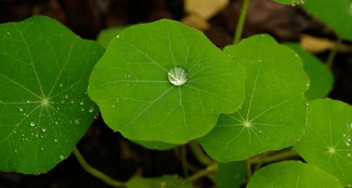 Leaf Drops Of Water Green Rain