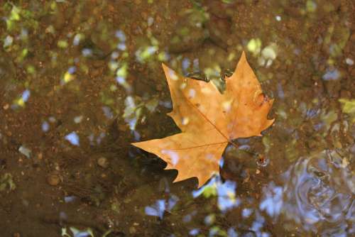 Leaf Water Sheet In Water Autumn Ocher