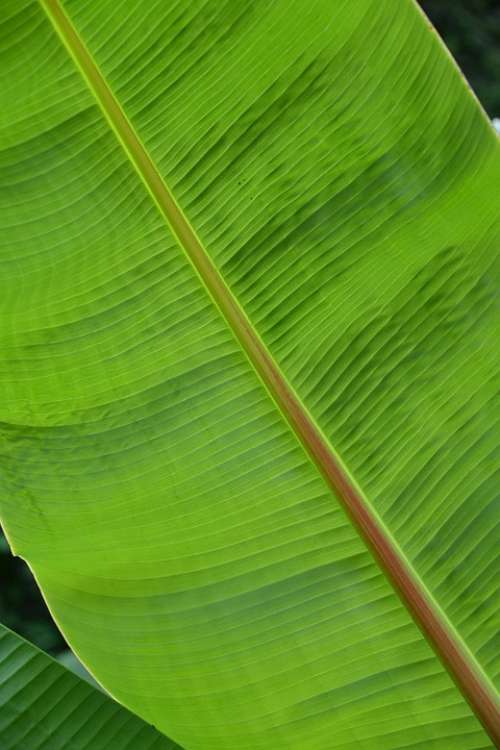 Leaf Structure Plant Green Palm Palm Leaf