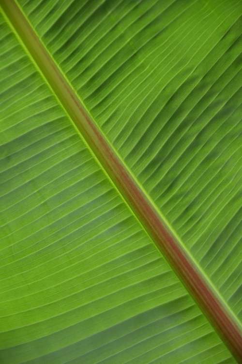 Leaf Structure Plant Green Palm Palm Leaf