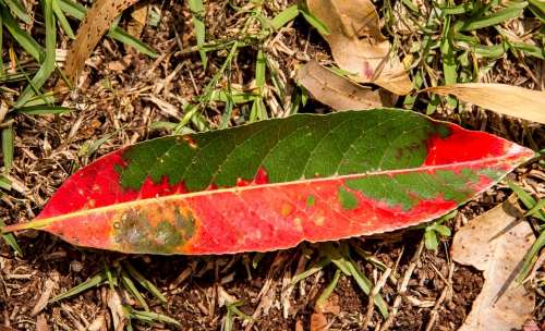 Leaf Forest Rain Forest Floor Red Green Fallen