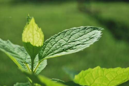 Leaf Green Nature Spring