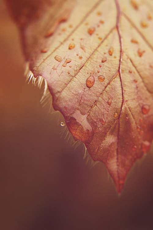 Leaf Drip Drop Of Water Macro Rain Mood Raindrop