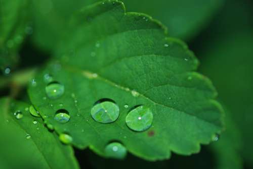 Leaf Droplet Water Dew Drops Nature Green
