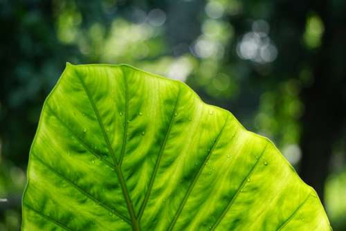 Leaf Veins Nerves Macro Pattern Texture Green