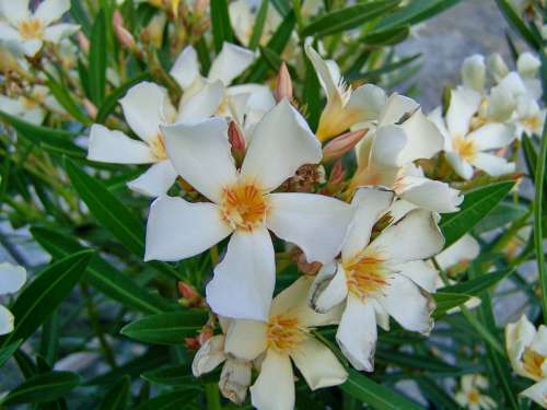 Leander White-Flowered Mediterranean Plants