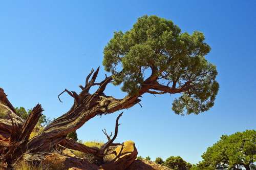 Leaning Gnarled Utah Juniper Juniper Gnarled