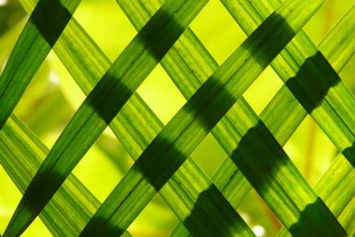Leaves Green Shadow Play Pattern Texture Grass