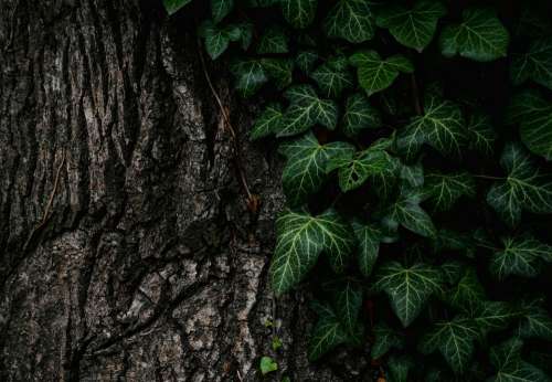 Leaves Nature Plant Tree Trunk