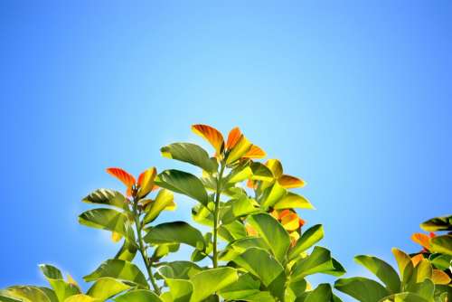 Leaves Blue Sky Summer Bright Day Sunny Day