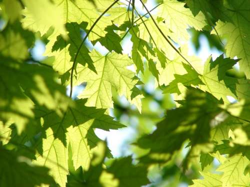 Leaves Summer Green Maple Season Tree Leaf