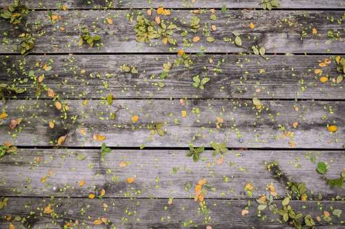 Leaves Wooden Boards Wood Wall Background Natural