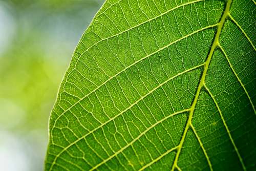 Leaves Leaf Walnut Leaf Spring Macro Green