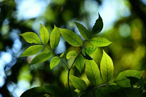 Leaves Foliage Twig Back Lighting Bokeh Shape