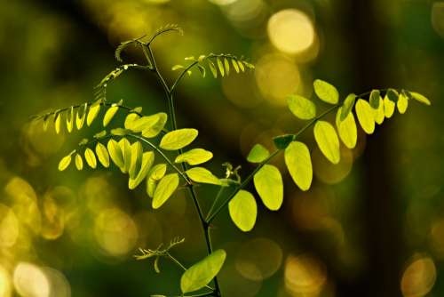 Leaves Foliage Twig Branch Shape Green Nature