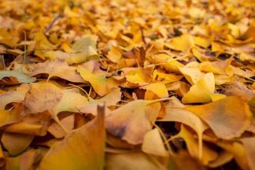 Leaves Autumn Yellow Colors Seasons Winter Carpet