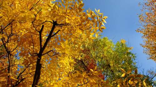 Leaves Trees Crown Autumn Yellow Landscape Tree