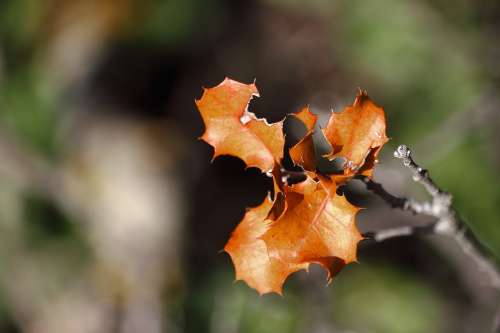 Leaves Branches Nature Autumn Brown Fall Colors