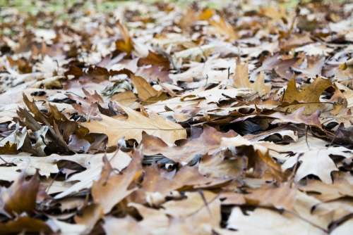 Leaves Brown Elijah Clerici Autumn Nature Colorful