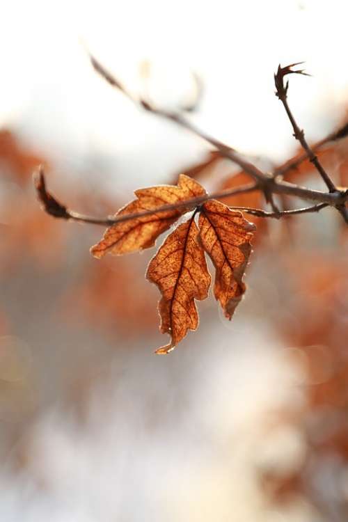 Leaves Leaf Autumn The Leaves Autumn Leaves Brown