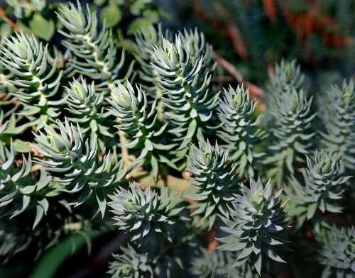 Leaves Euphorbia Garden Nature