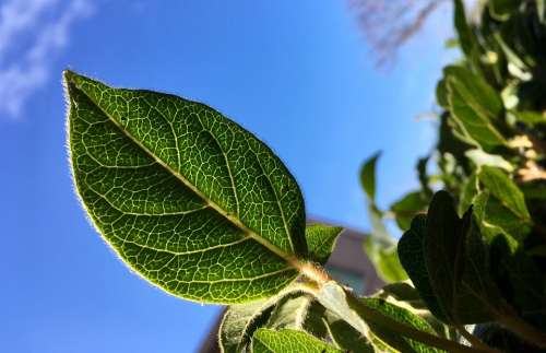 Leaves Leaf Green Nature Sky Blue Macro Details