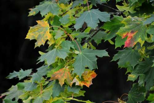 Leaves Branch Maple Nature Season Fall Tree Wood